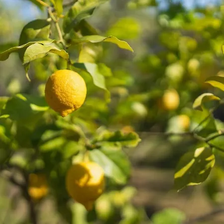 Casa de Férias Casa Ginepro Olbia