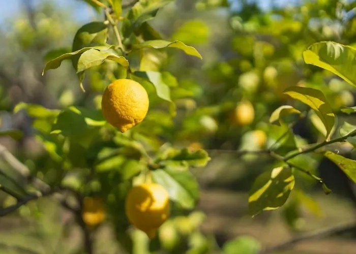 Casa vacanze Casa Ginepro Olbia